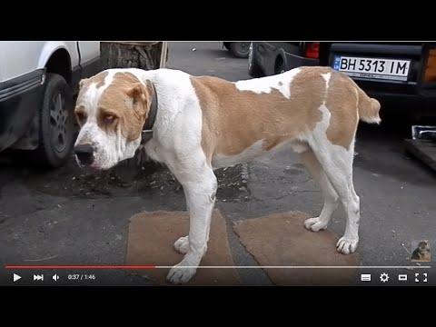 Dog Killer.ОГРОМНЫЙ  ВОЛКОДАВ! Туркменский АЛАБАЙ.Turkmen Wolfhound.Odessa.