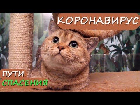 FIP ЛЕГЕНДАРНЫЙ КОРОНАВИРУС: разоблачение мифов. ПРАВДА И ПУТИ СПАСЕНИЯ