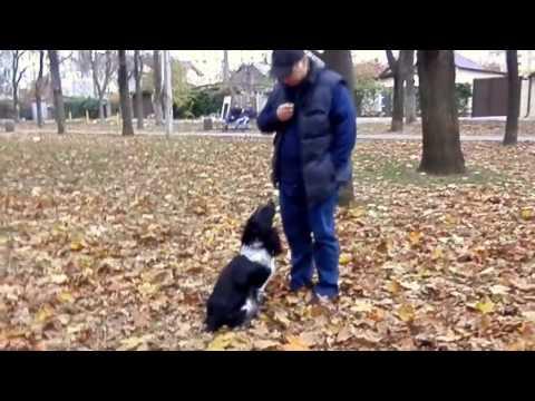 ДРЕССИРОВКА СПАНИЕЛЯ РОНИ. Russian Spaniel.Русский спаниель.Odessa.