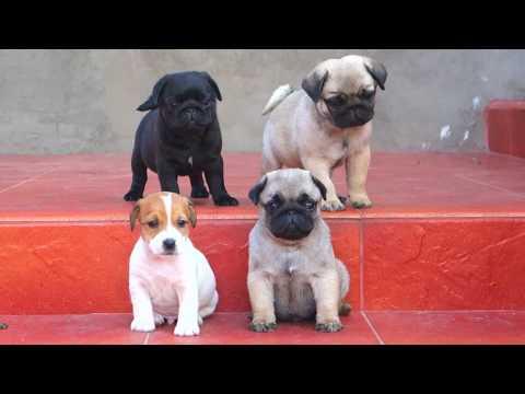 Милейшие Щенки Мопса и Джек рассел терьера. Puppies Pug And Jack Russell Terrier.