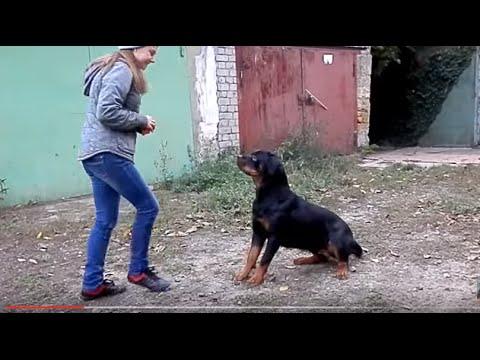 ДРЕССИРОВКА РОТВЕЙЛЕРА.Rottweiler Training. Наташа и Нора. Odessa.