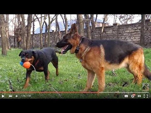 ЖАДНАЯ БАГИРА.Greedy Bagheera. Немецкая овчарка Райт и ротвейлер Багира.Odessa.