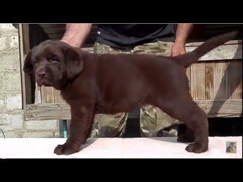 Labrador Puppy 1 Month.ШОКОЛАДНЫЙ ЛАБРАДОР 1.5 мес. Odessa.