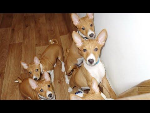 Весёлые щенки БАСЕНДЖИ. (африканская нелающая собака). Funny Basenji Puppies.