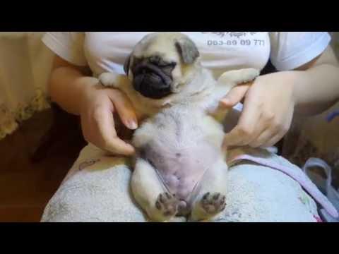 Смешной ЩЕНОК МОПСА  ПУСЯ .Funny Pug Puppy Pusya.Odessa..