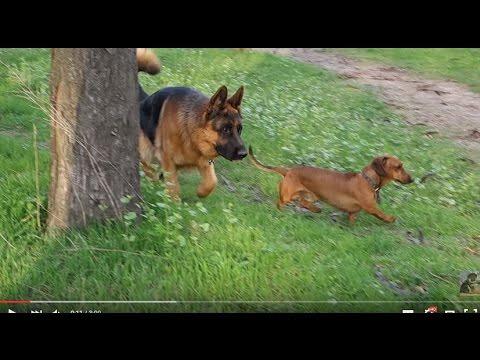 ЗА СЕКУНДУ ДО..! A Second Before ..Немецкая овчарка, ротвейлер и такса..Odessa.