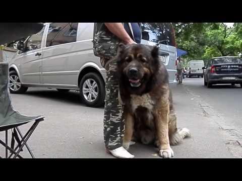 Кавказская овчарка. Папа и сын. Caucasian Shepherd Dog. Dad And Son. Odessa.