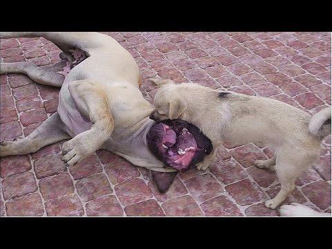 ВЕСЁЛЫЕ СОБАКИ.Очень смешное видео. Very Funny Video About Dogs.Odessa.