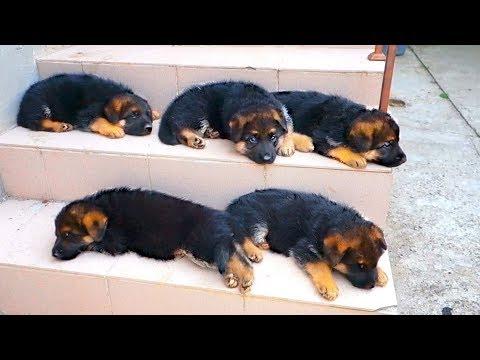 Очаровашки! Cute German Shepherd Puppies. Щенки немецкой овчарки.