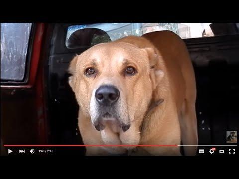 Настоящий ВОЛКОДАВ.This Wolfhound.АЛАБАЙ(Северо-кавказский).Odessa.