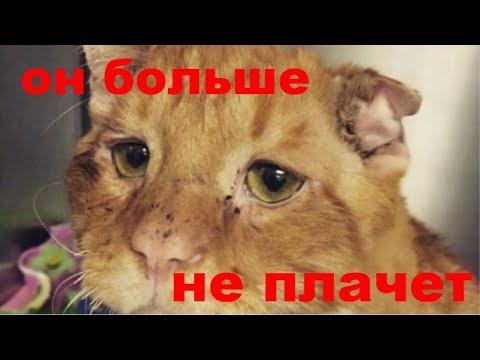 САМЫЙ ГРУСТНЫЙ КОТ НА СВЕТЕ БОЛЬШЕ НЕ ПЛАЧЕТ И НЕ ГРУСТИТ#СПАСЕНИЕЖИВОТНЫХ