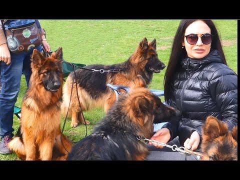 Спец выставка Немецкой овчарки Одесса. Щенки. Special Exhibition Of The German Shepherd Odessa.