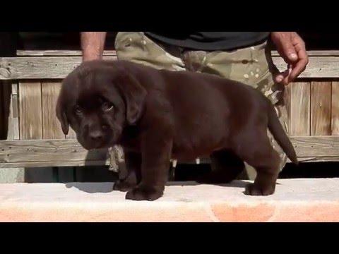 Labrador Puppy 1 Month. ШОКОЛАДНЫЙ ЛАБРАДОР 1.5 МЕС. Odessa.