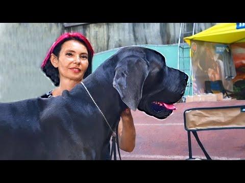 Немецкий дог Бенедикт и борзая Барон. Great Dane Benedict And Greyhound Baron.