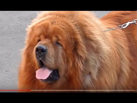 Серьёзная собака- Тибетский Мастиф. Tibetan Mastiff. Odessa.