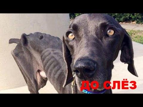 ВИДЕО ДО СЛЁЗ 8 #СПАСЕНИЕЖИВОТНЫХ