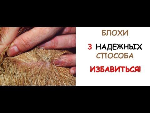 БЛОХИ. Как избавиться от блох: 3 ПРОСТЫХ и НАДЕЖНЫХ способа!