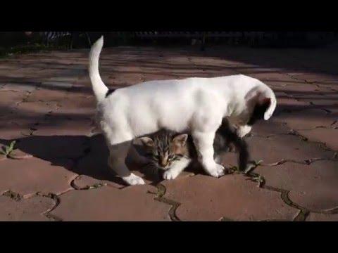 ЗАБАВНЫЙ ЩЕНОК И МИЛЫЙ КОТЁНОК. Funny Cute Puppy And Kitten.Джек рассел терьер.Odessa.