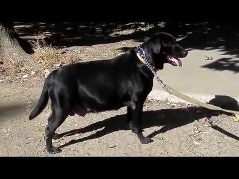 Labrador Zara Pregnant.Лабрадор ЗАРА СТАНЕТ МАМОЙ. Odessa.