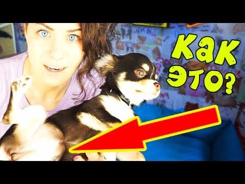 ПОЧЕМУ я НЕ кормлю СОБАК ПЛОХИМИ КОРМАМИ?! Вся правда о кормах для собак Magic Family