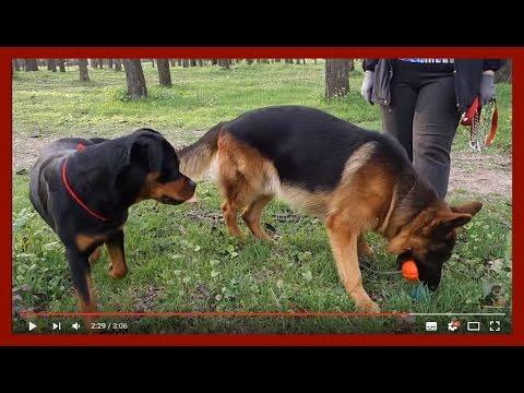 Funny Dog.ЖАДИНА РАЙД.Greedy Ryde.Немецкая овчарка.German Shepherd.Odessa.