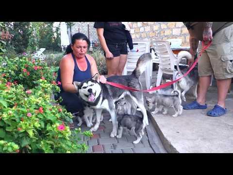 ❤ Милые и забавные щенки хаски. Cute And Funny Husky Puppies.