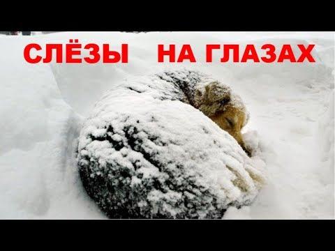 ОТ ЭТОГО ВИДЕО РЫДАЕТ СЕРДЦЕ