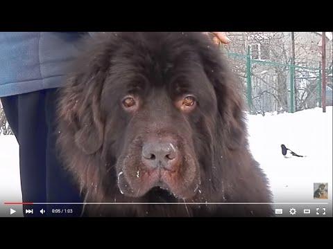 Amazing! ШОКОЛАДНЫЙ НЬЮФАУНДЛЕНД.Newfoundland Chocolate.Odessa.