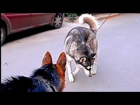 Кто смелее? Who Is Braver? Хаски и Немецкая овчарка. Husky And German Shepherd.