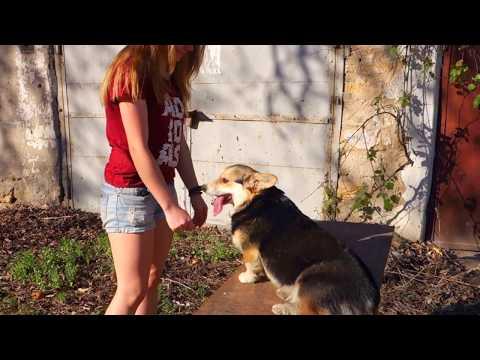 Лекси и Наташа. Дрессировка корги. Lexi And Natasha. Training Corgi.