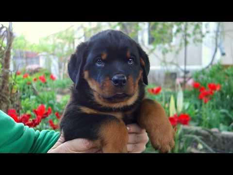 Его зовут Вайберт. Щенок ротвейлера. His Name Is Weibert. Rottweiler Puppy.