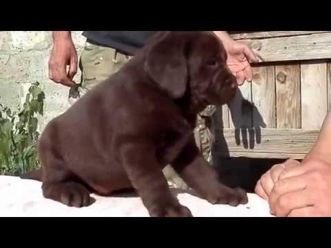 Labrador Puppies. ШОКОЛАДНЫЙ ЛАБРАДОР 1.5 мес. Odessa.