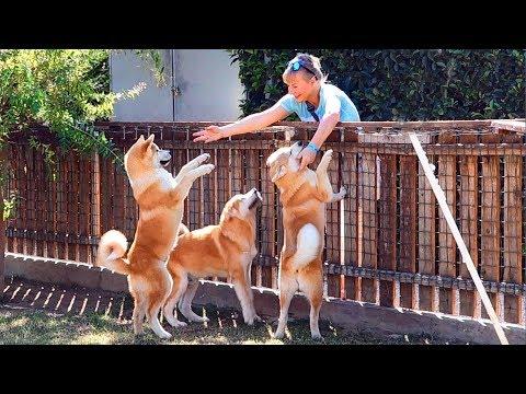 Милейшие Щенки Японской Акиты. Сицилия. Sweet Puppies Japanese Akita. Sicily.