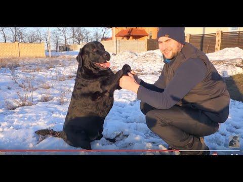 ПРЕДАННЫЙ Лабрадор БАЛУ.DEVOTED Labrador Balu. Odessa.