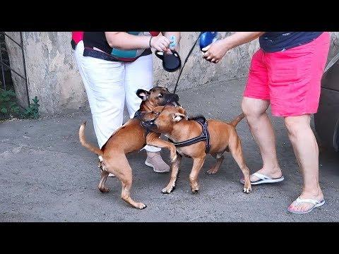 Щенкам весело. Puppies Are Fun. Стаффордширский бультерьер. Staffordshire Bull Terrier.