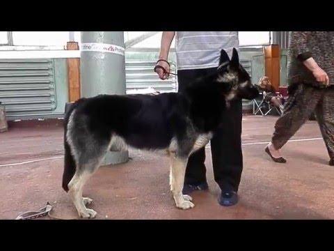 ВОСТОЧНО-ЕВРОПЕЙСКАЯ ОВЧАРКА.EAST EUROPEAN SHEPHERD Odessa.