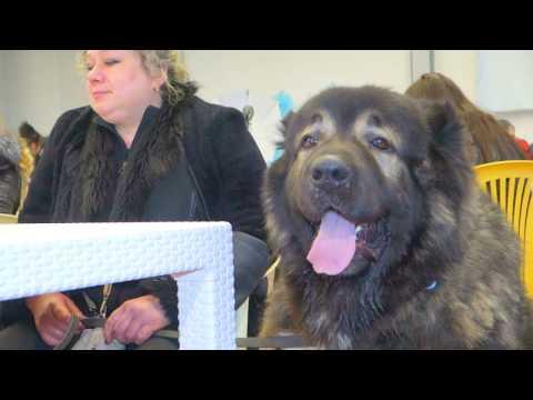 Огромный кобель Кавказской овчарки РОБЕСПЬЕР. Huge Male Caucasian Shepherd Robespierre.