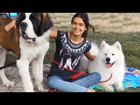 Выставка собак. Самоедская лайка и Сенбернар. Dog Show. Samoyed Laika And St. Bernard.