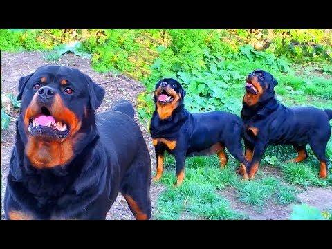 Красавцы! Ротвейлеры Блэки и Грация. Entourage! Rottweilers Blakey And Grace.