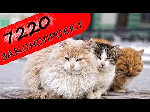 Законопроект 7220: мое мнение, как владельца крупного питомника кошек