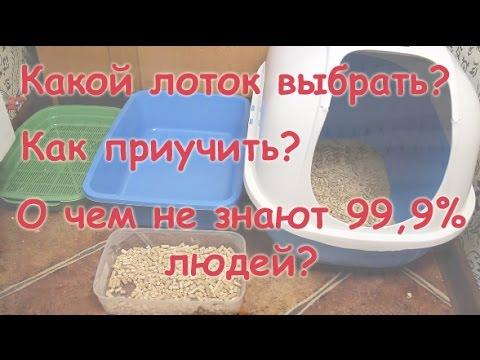 Какой лоток выбрать? Как приучить к лотку? О чем не догадываются 99,9% людей и что НАДО знать?