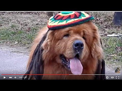 НЯШКА! Тибетский мастиф ЧИМЕТ.Tibetan Mastiff.الدرواس التبت Odessa.