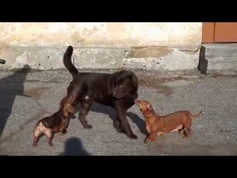 Таксы атакуют лабрадора Кевина! Attack Dachshund.Odessa.