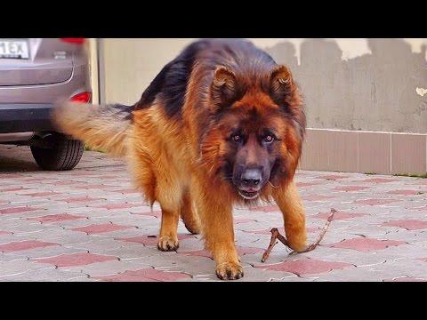 Великолепный Шон. Немецкая овчарка. German Shepherd.