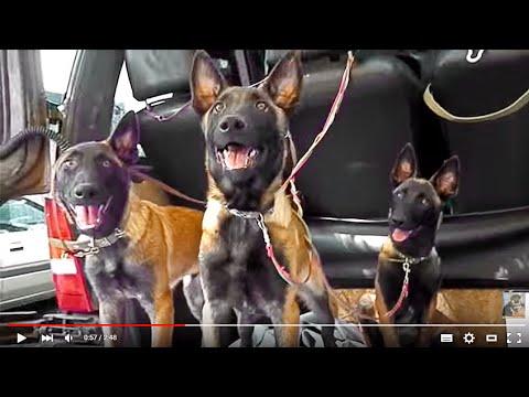 Dogs Killer.БЕССТРАШНЫЕ Бельгийские овчарки.Fearless Belgian Shepherd Dog Odessa.