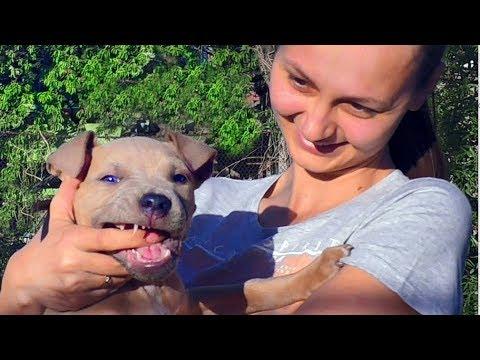 Веселый щенок Амстаффа Тор 2 мес. Funny Little Puppy Amstaff Thor (2 Months).