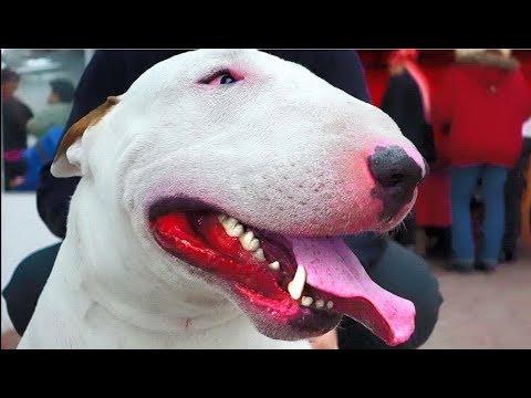 Не бойтесь Ватсона. Бультерьер. Do Not Be Afraid Of Watson. Bull Terrier.