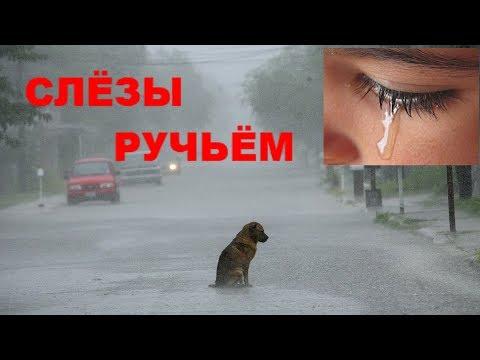 СЛЁЗЫ РУЧЬЁМ.НЕВЕРОЯТНЫЕ СПАСЕНИЯ .#СПАСЕНИЕЖИВОТНЫХ