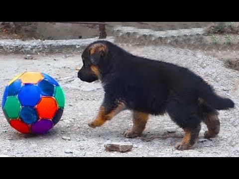 Весёлый и милый щенок Немецкой овчарки. Funny And Cute German Shepherd Puppy.