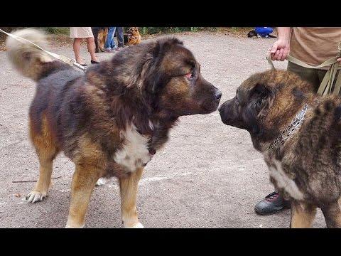 ОГРОМНАЯ КАВКАЗСКАЯ ОВЧАРКА.Huge Caucasian Shepherd.